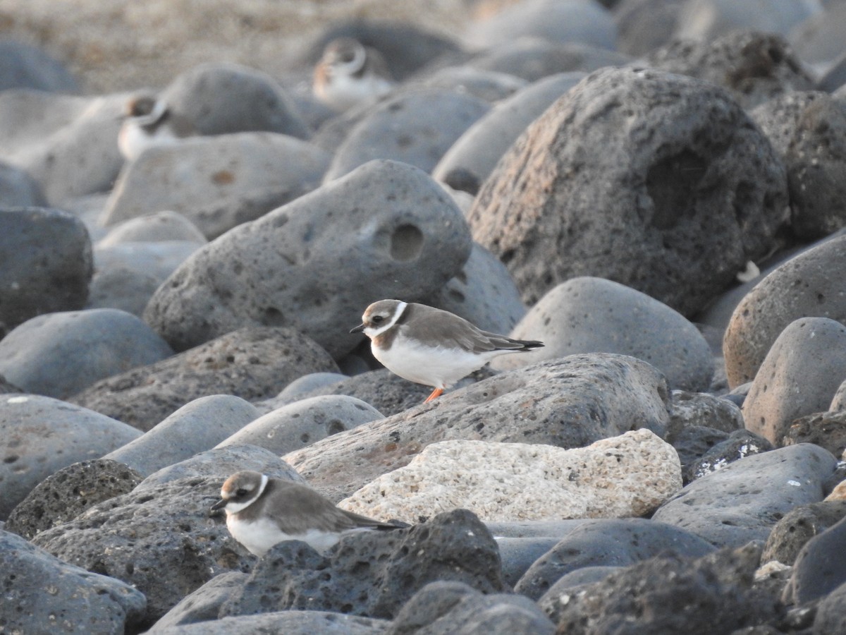 Common Ringed Plover - ML612870077