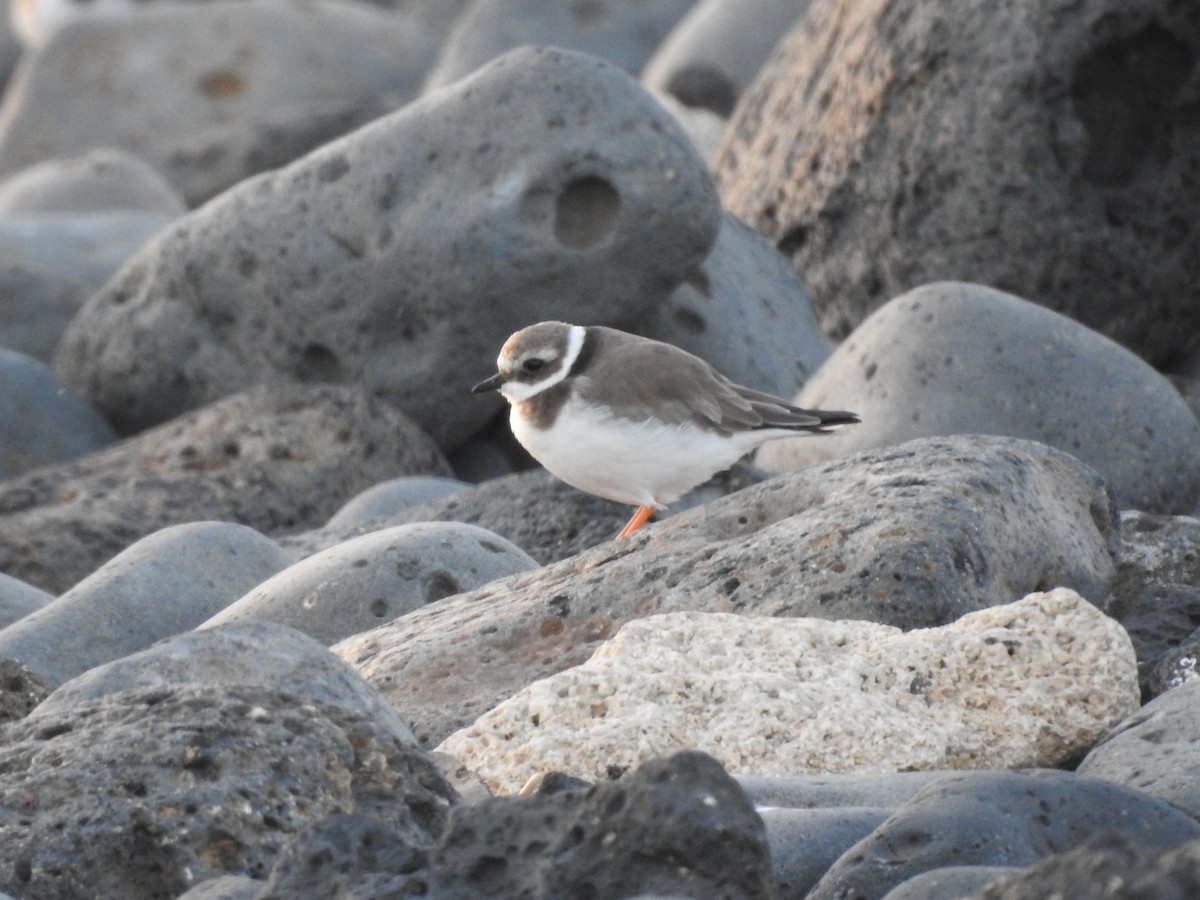 Common Ringed Plover - ML612870082