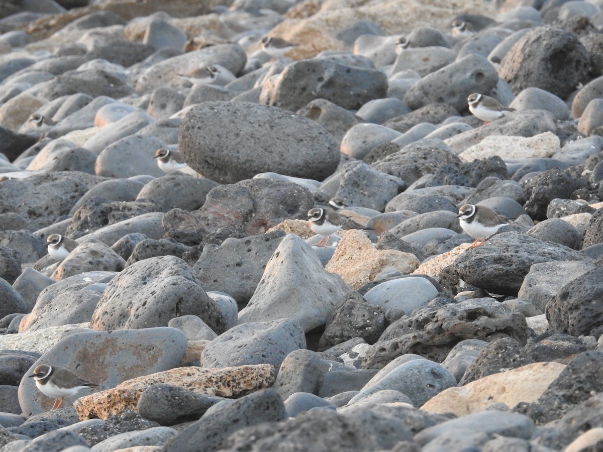 Common Ringed Plover - ML612870092