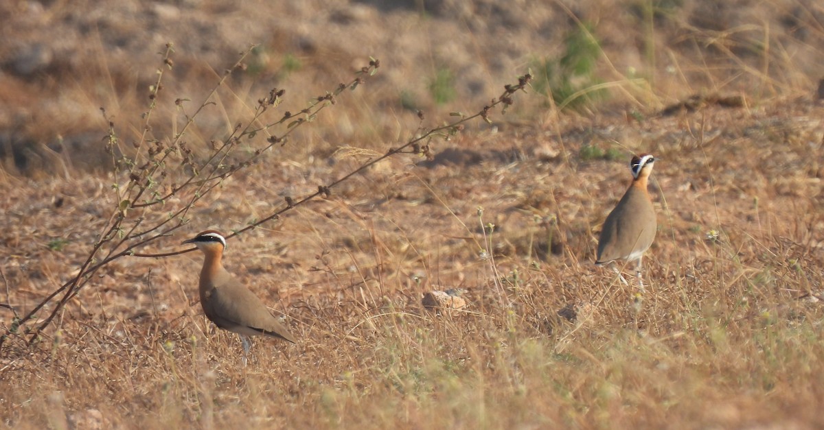 Indian Courser - ML612870100
