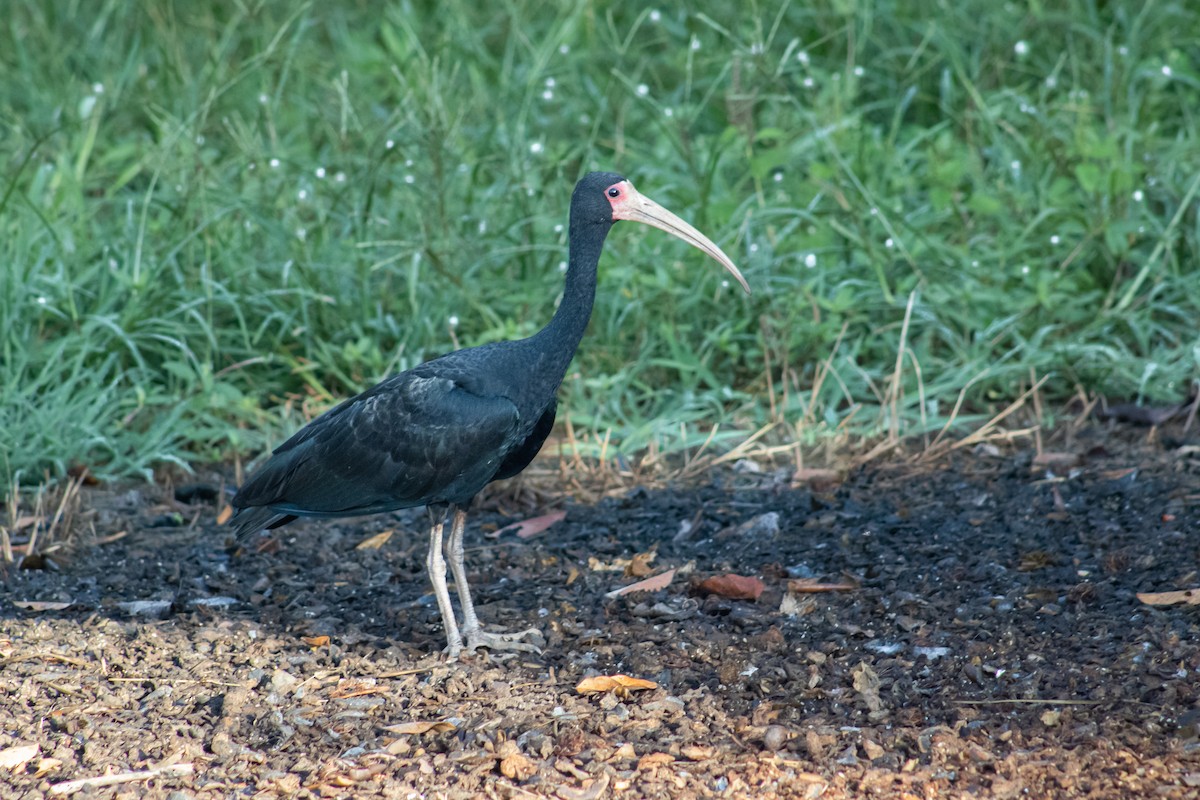 ibis tmavý - ML612870111