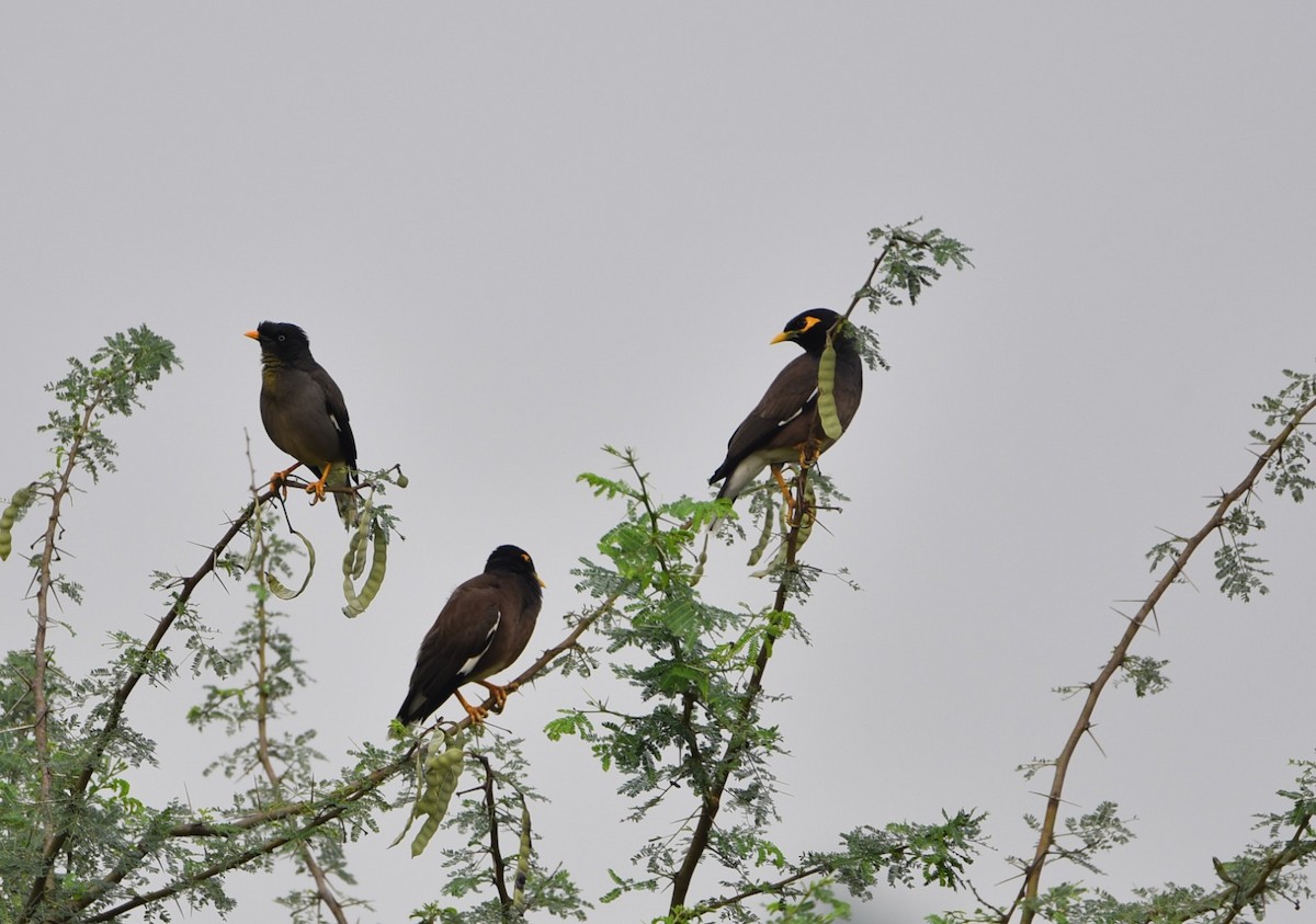 Jungle Myna - Coimbatore Nature Society