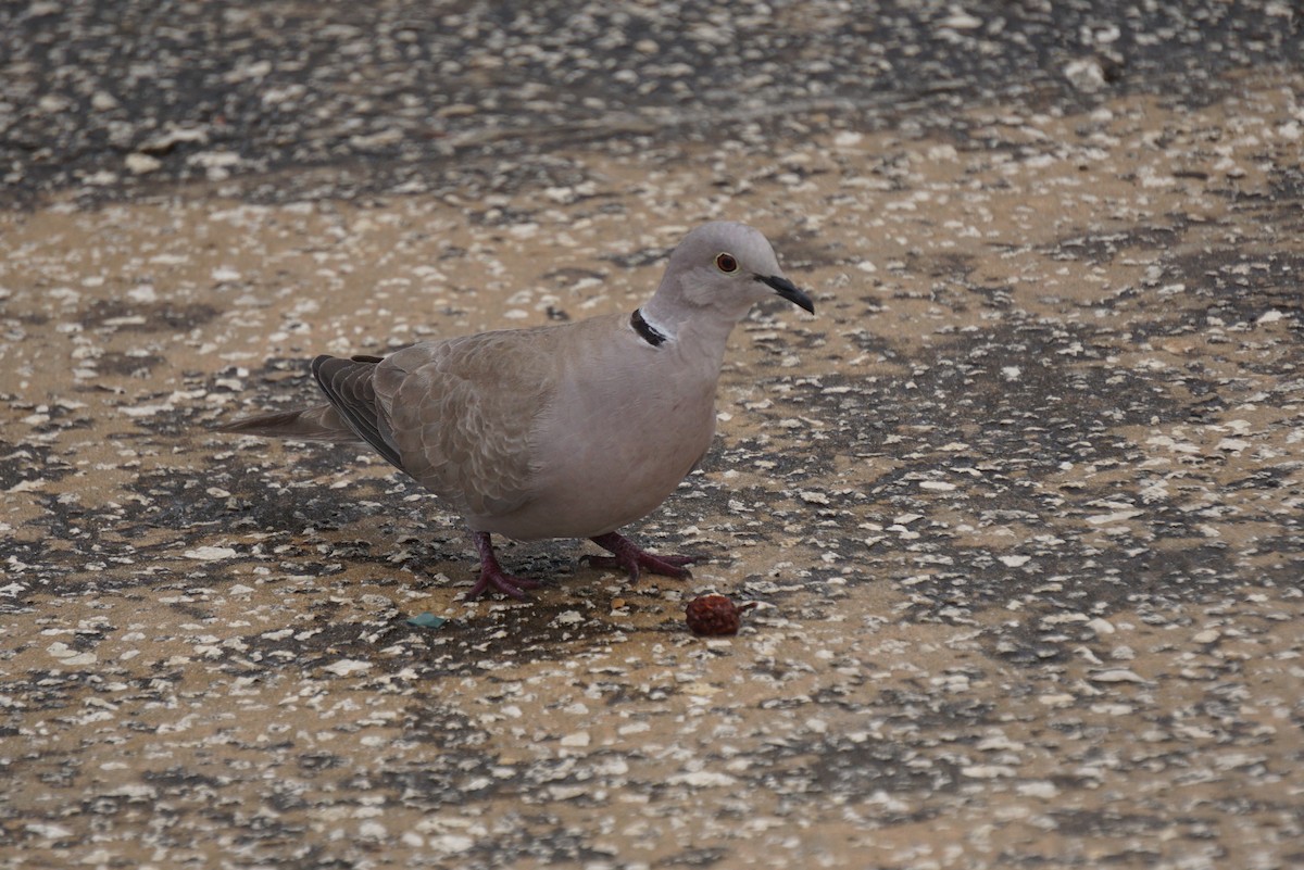 Eurasian Collared-Dove - ML612870175