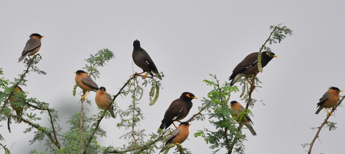 Brahminy Starling - ML612870177