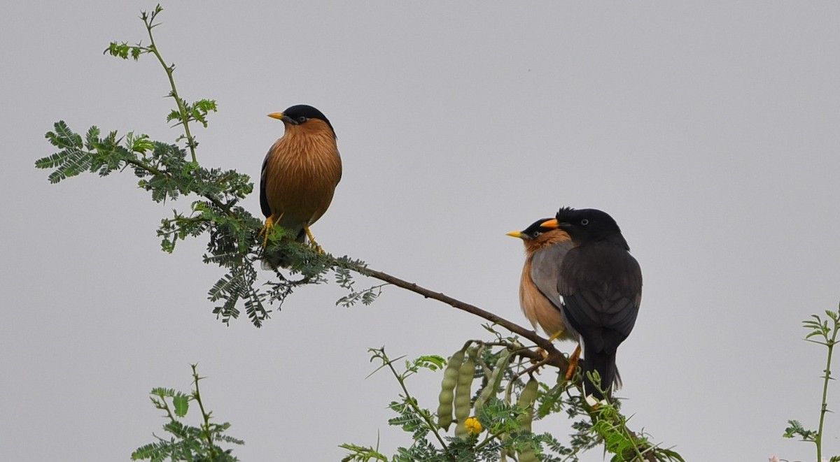 Brahminy Starling - ML612870178