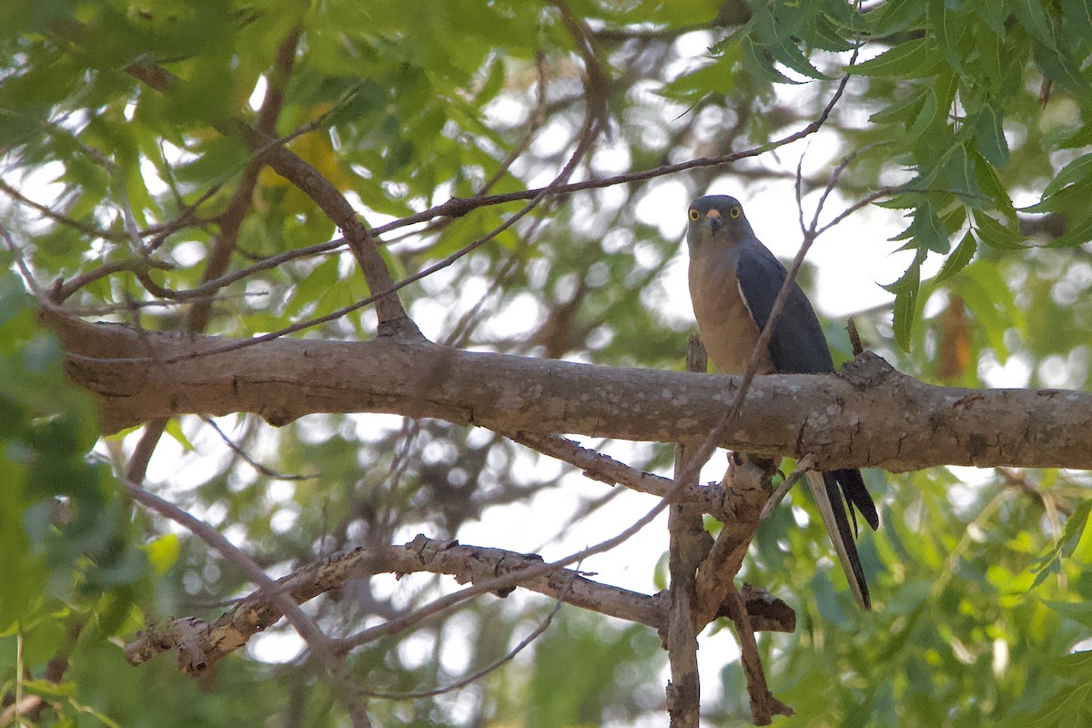 Chinese Sparrowhawk - ML612870182