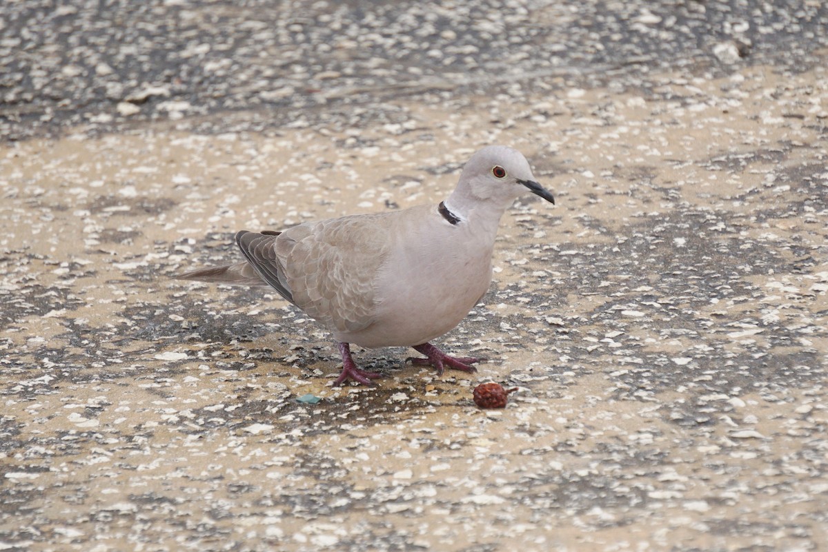 Eurasian Collared-Dove - ML612870201