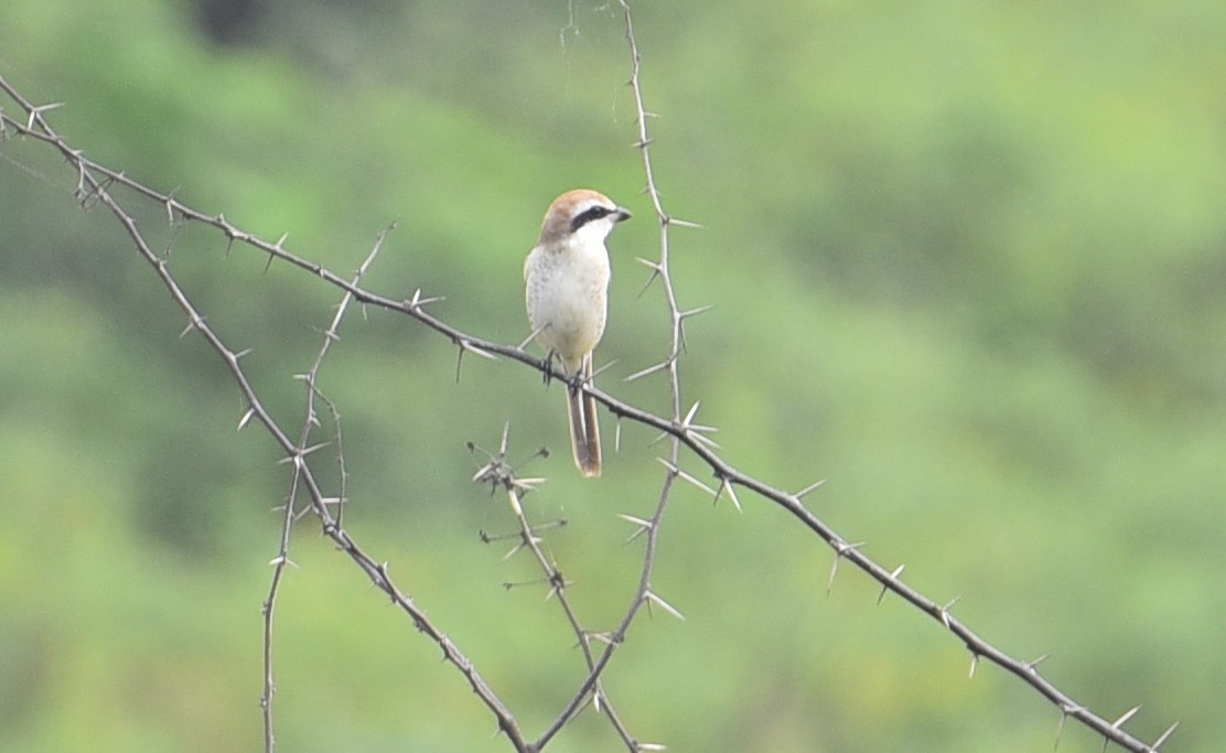 Brown Shrike - Coimbatore Nature Society