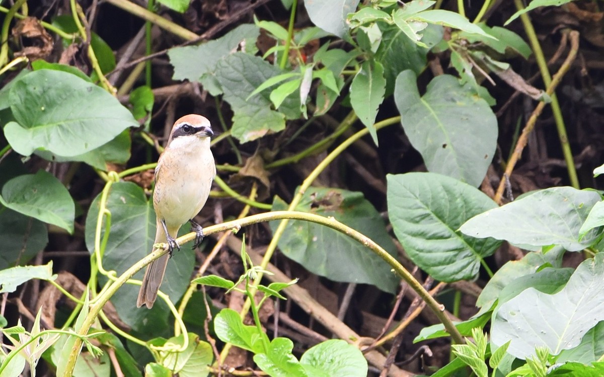 Brown Shrike - Coimbatore Nature Society