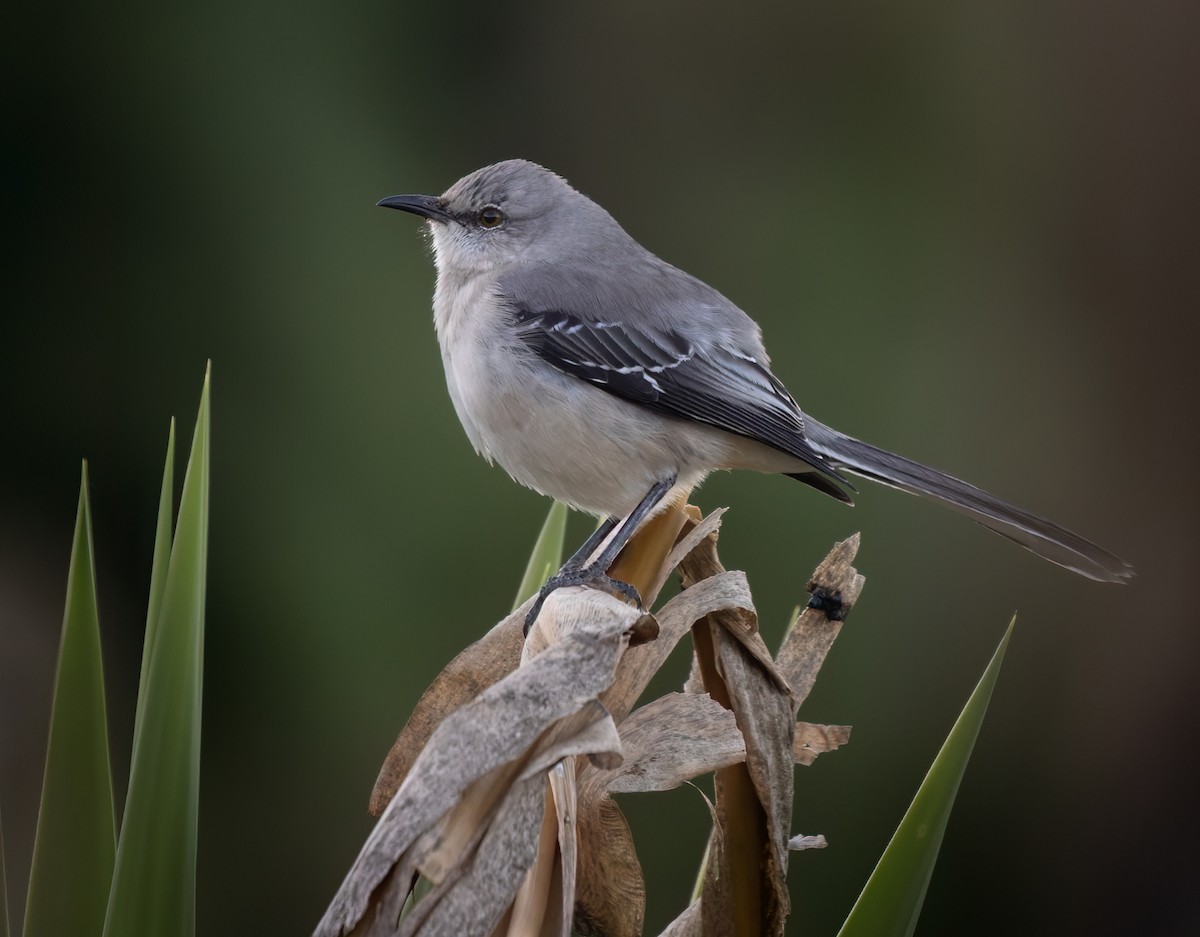 Tropical Mockingbird - ML612870277