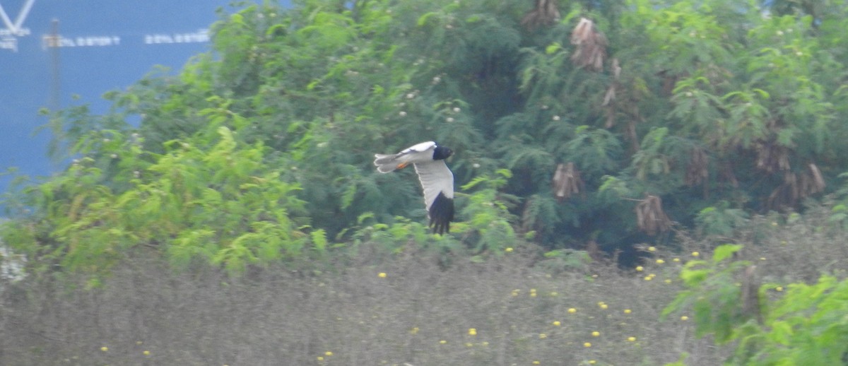 Pied Harrier - Oliver Tan