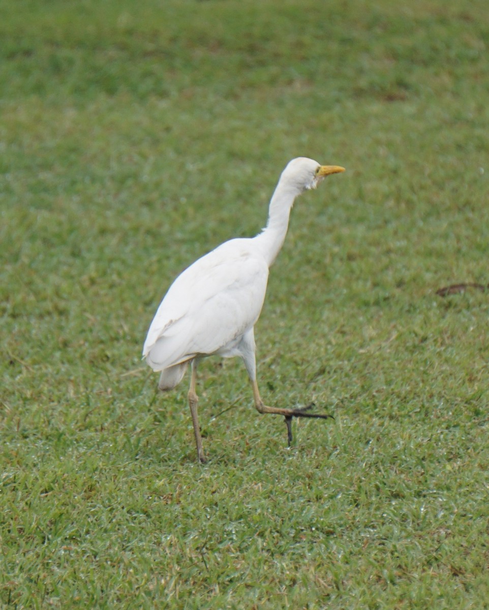 Western Cattle Egret - ML612870296