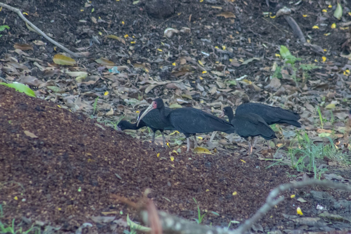 Bare-faced Ibis - ML612870317