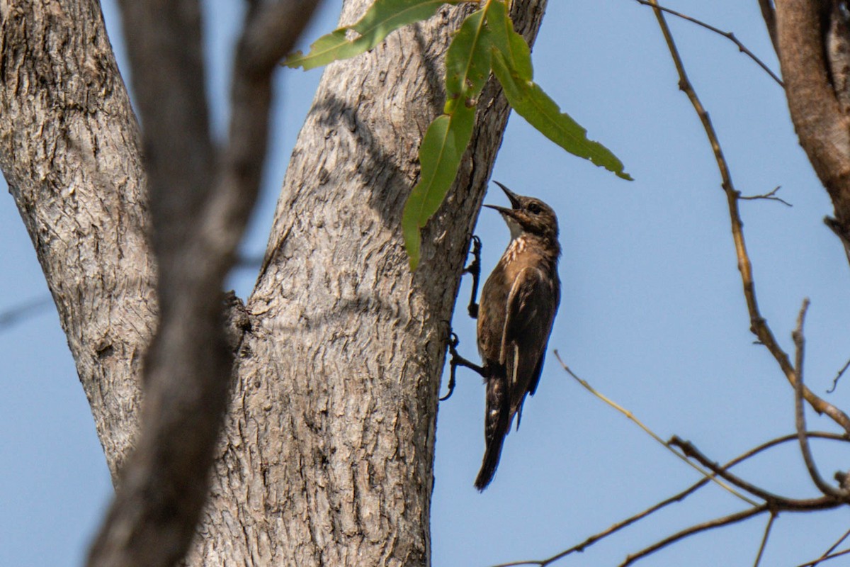 Black-tailed Treecreeper - Ian and Deb Kemmis