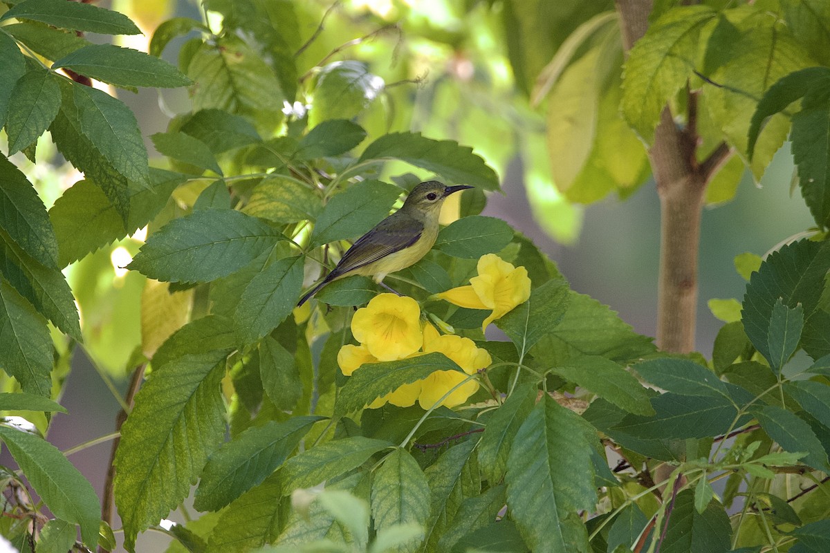 Brown-throated Sunbird - ML612870469