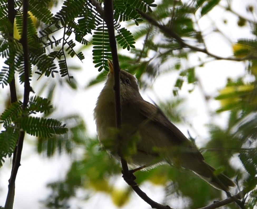 Booted Warbler - ML612870495