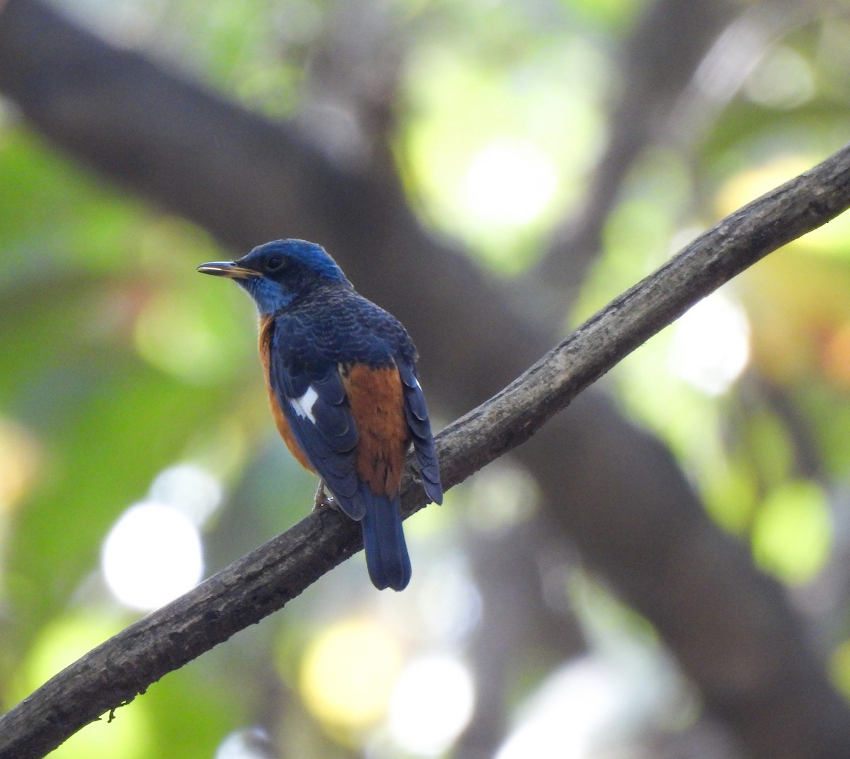 Blue-capped Rock-Thrush - Shree Raksha