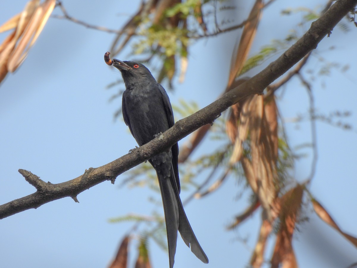 Kül Rengi Drongo - ML612870537