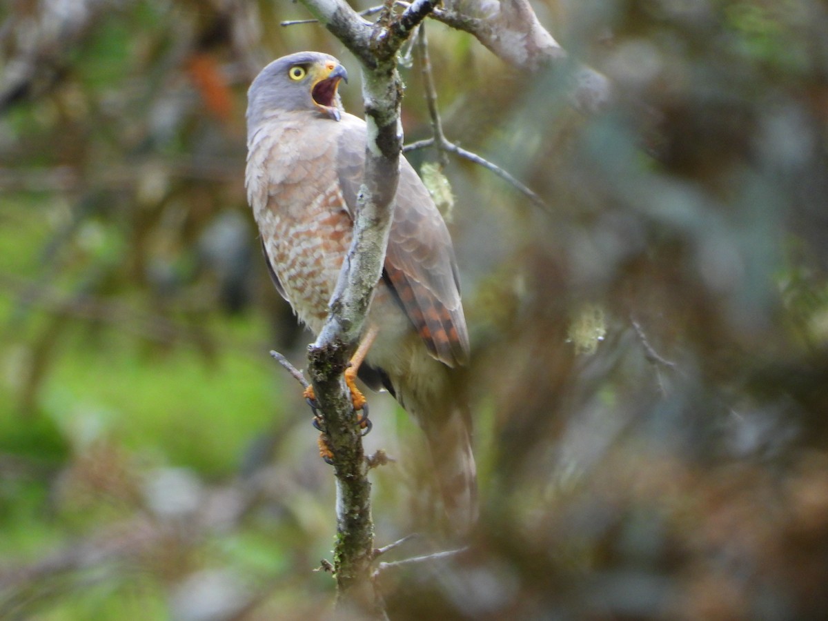 Roadside Hawk - ML612870572