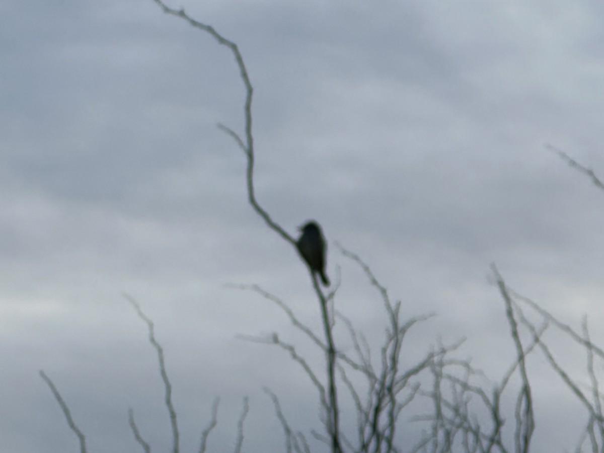 Cassin's Kingbird - ML612870591