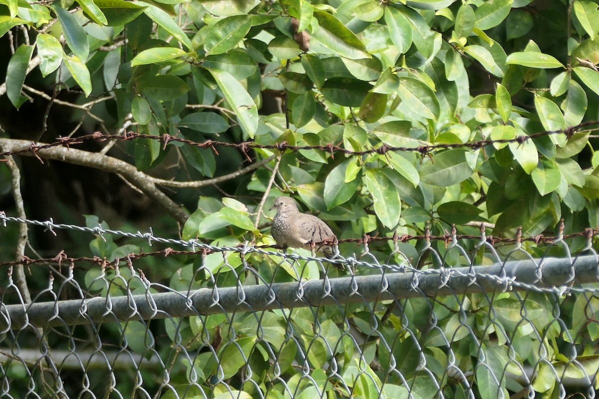 Common Ground Dove - Kenrith Carter