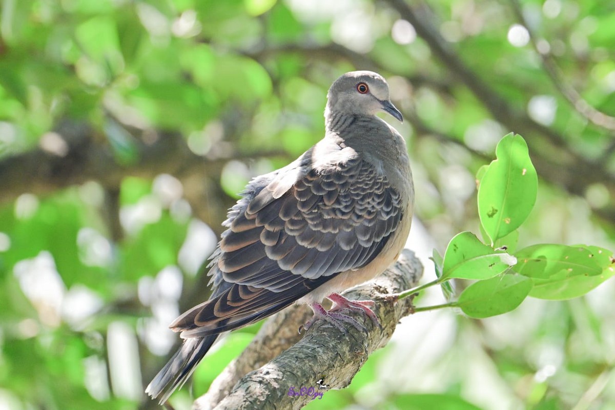 Oriental Turtle-Dove - ML612870828