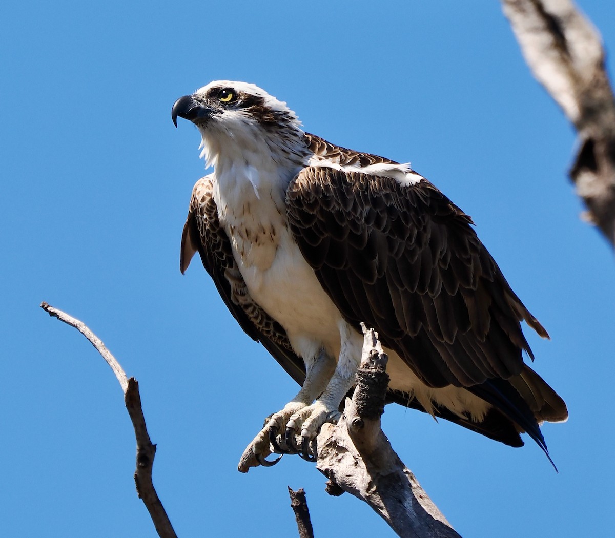 Osprey (Australasian) - ML612870837