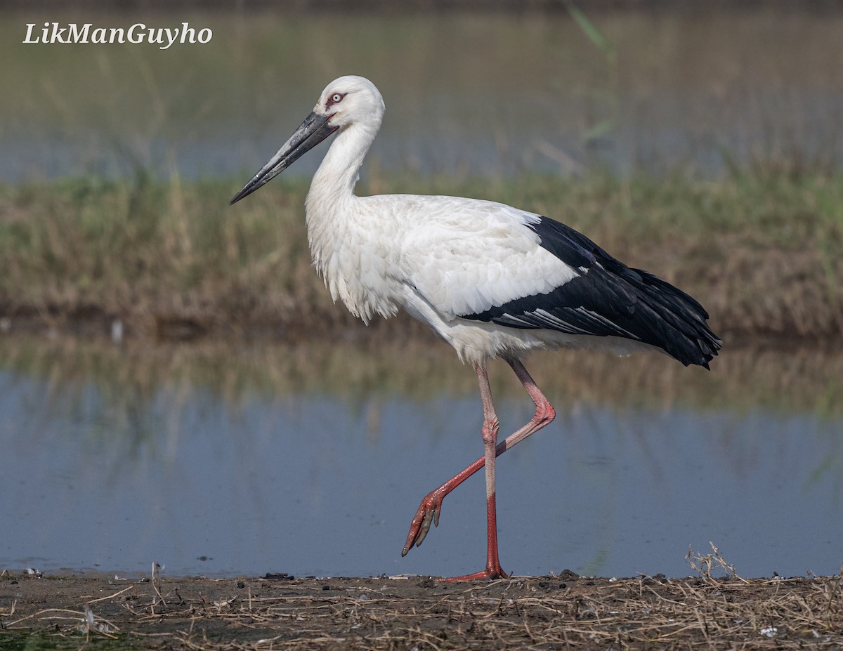 Oriental Stork - ML612870857