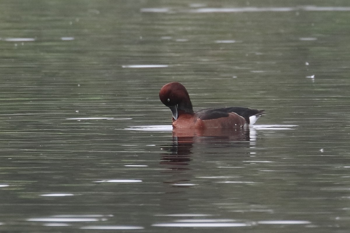 Ferruginous Duck - ML612870898