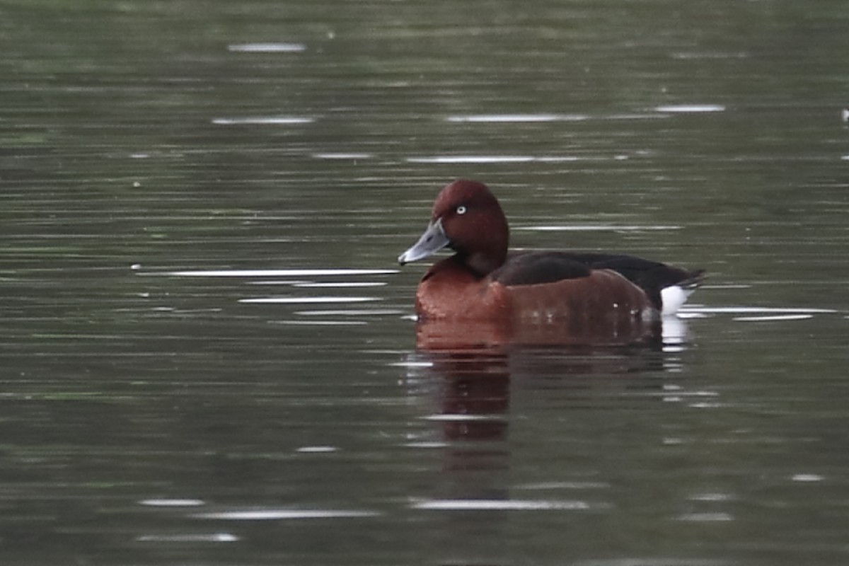 Ferruginous Duck - ML612870899