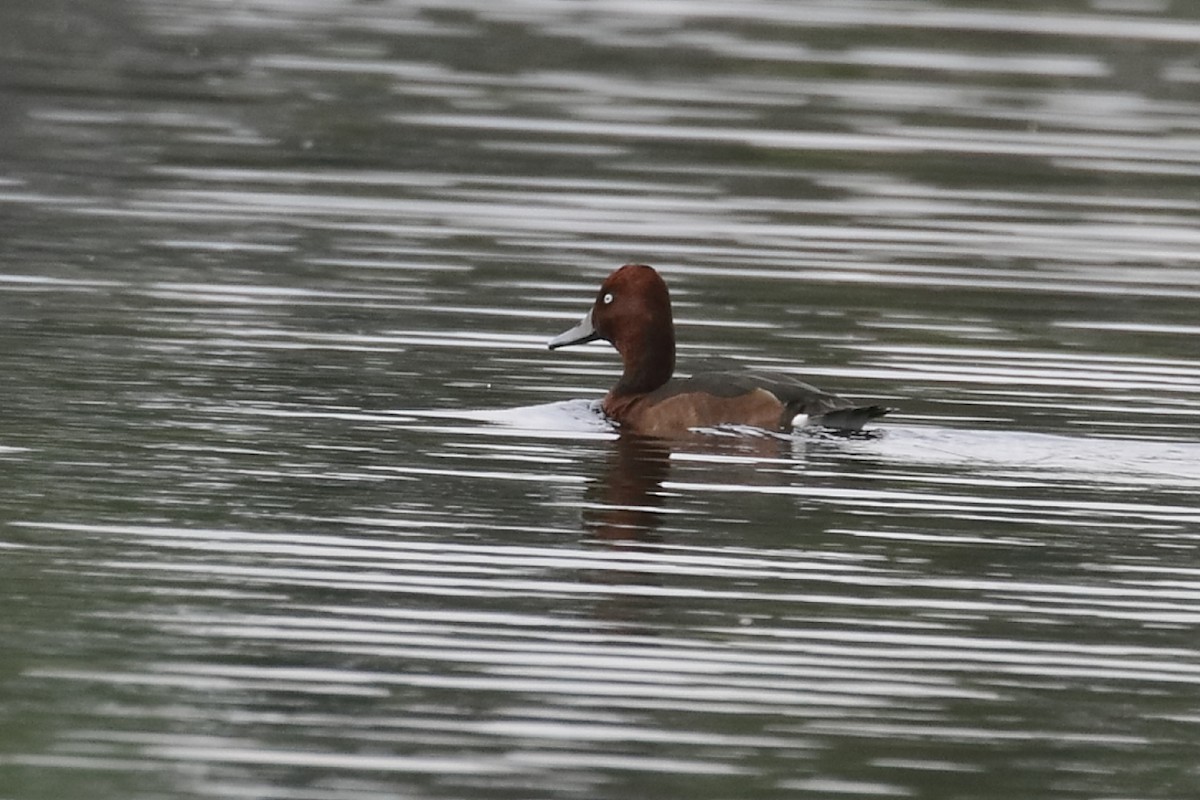 Ferruginous Duck - ML612870900