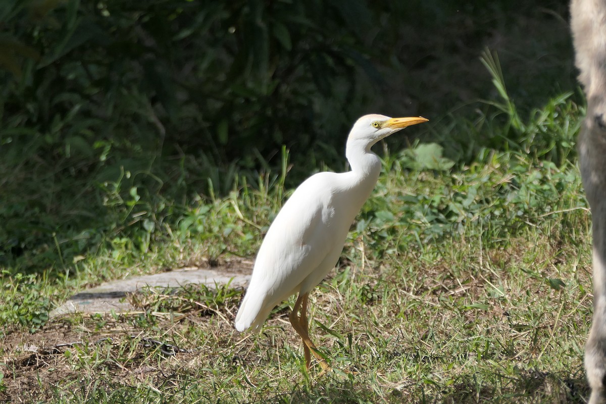 Western Cattle Egret - Kenrith Carter