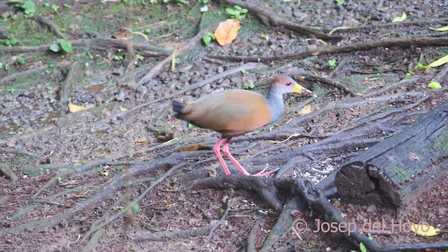 Russet-naped Wood-Rail - ML612870976