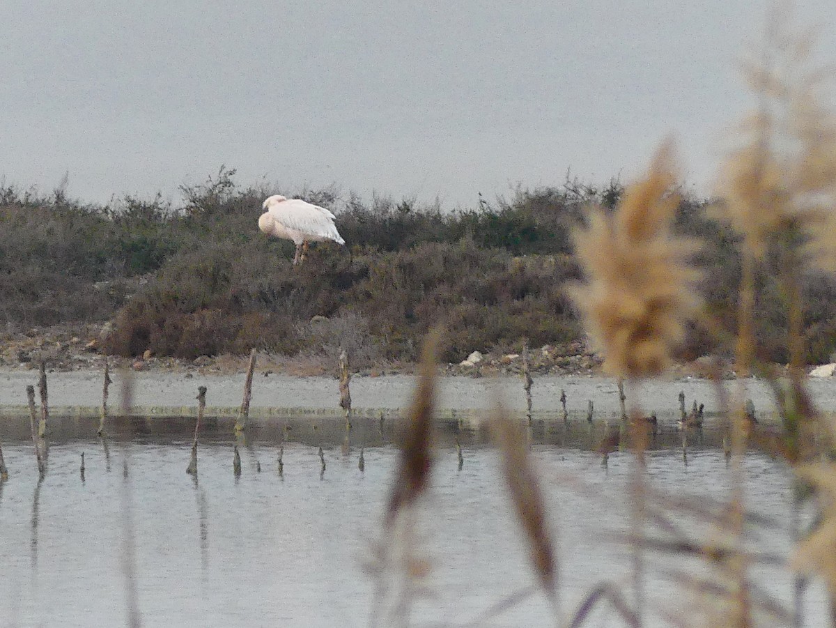 Great White Pelican - ML612871006