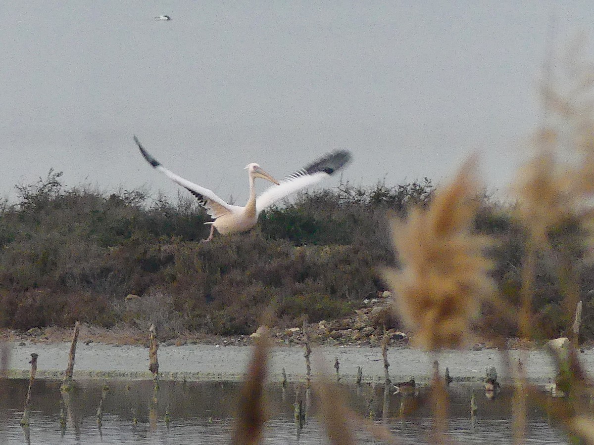 Great White Pelican - Lorenzo Cocco