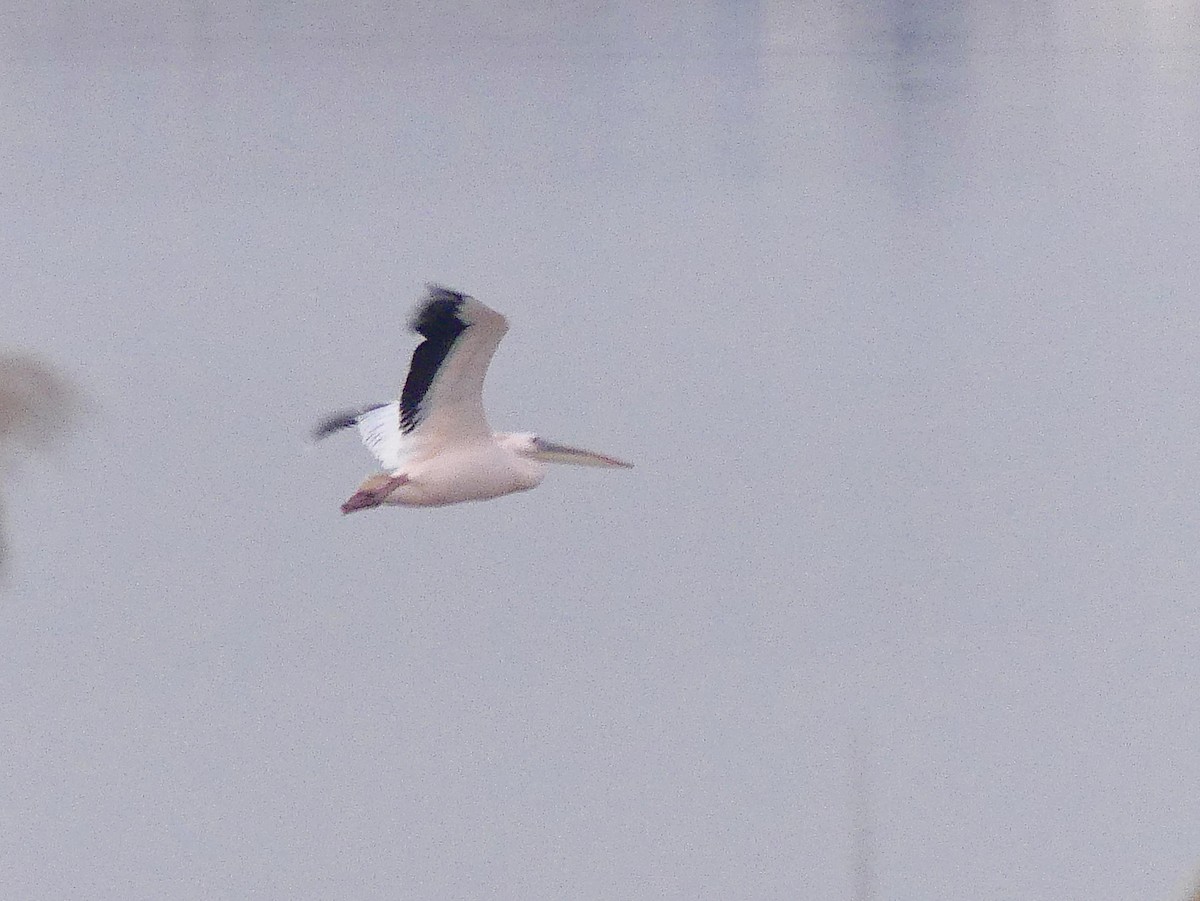 Great White Pelican - Lorenzo Cocco