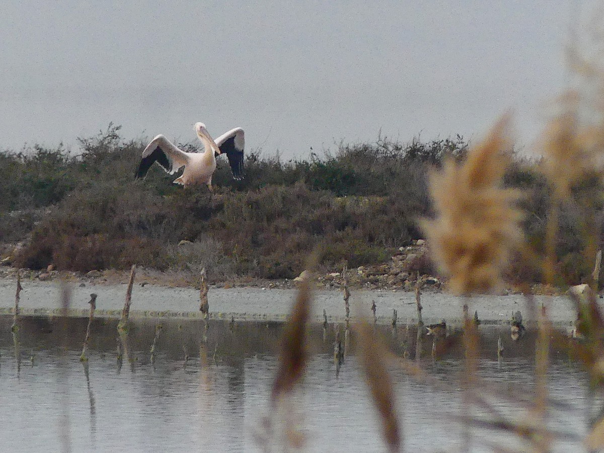 Great White Pelican - ML612871009