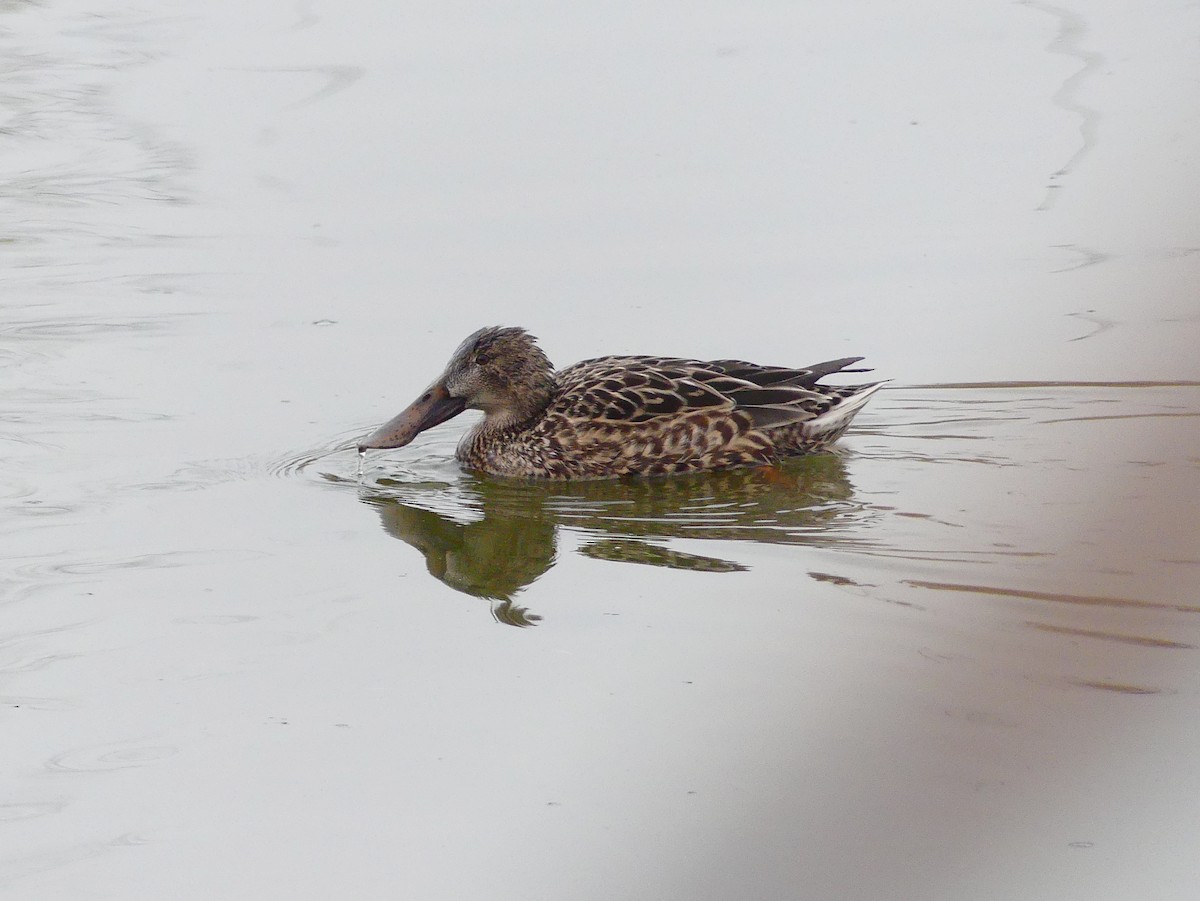 Northern Shoveler - ML612871031