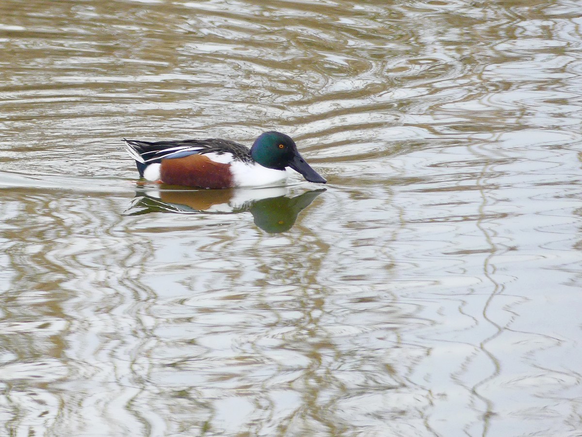 Northern Shoveler - ML612871032