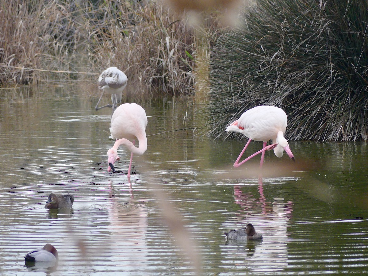 rosenflamingo - ML612871035