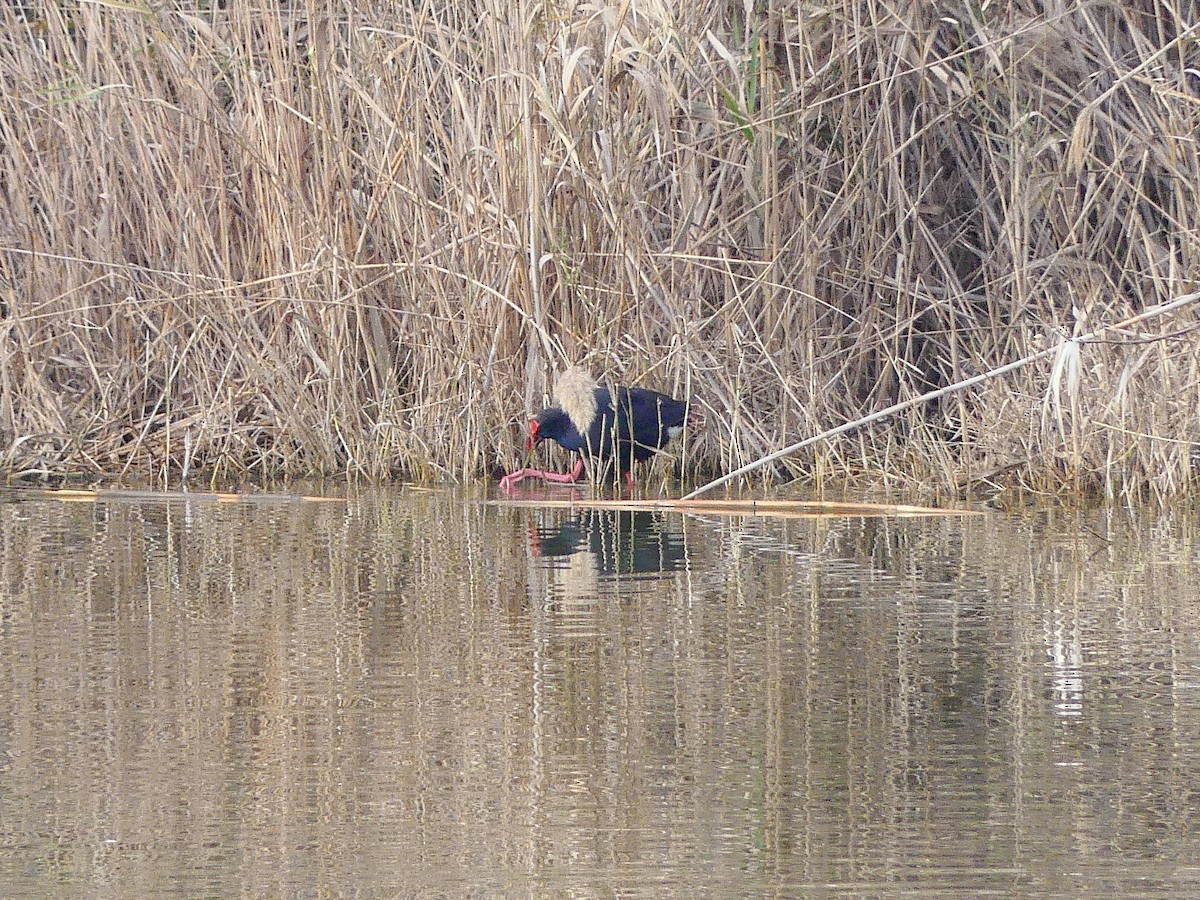 Western Swamphen - ML612871044