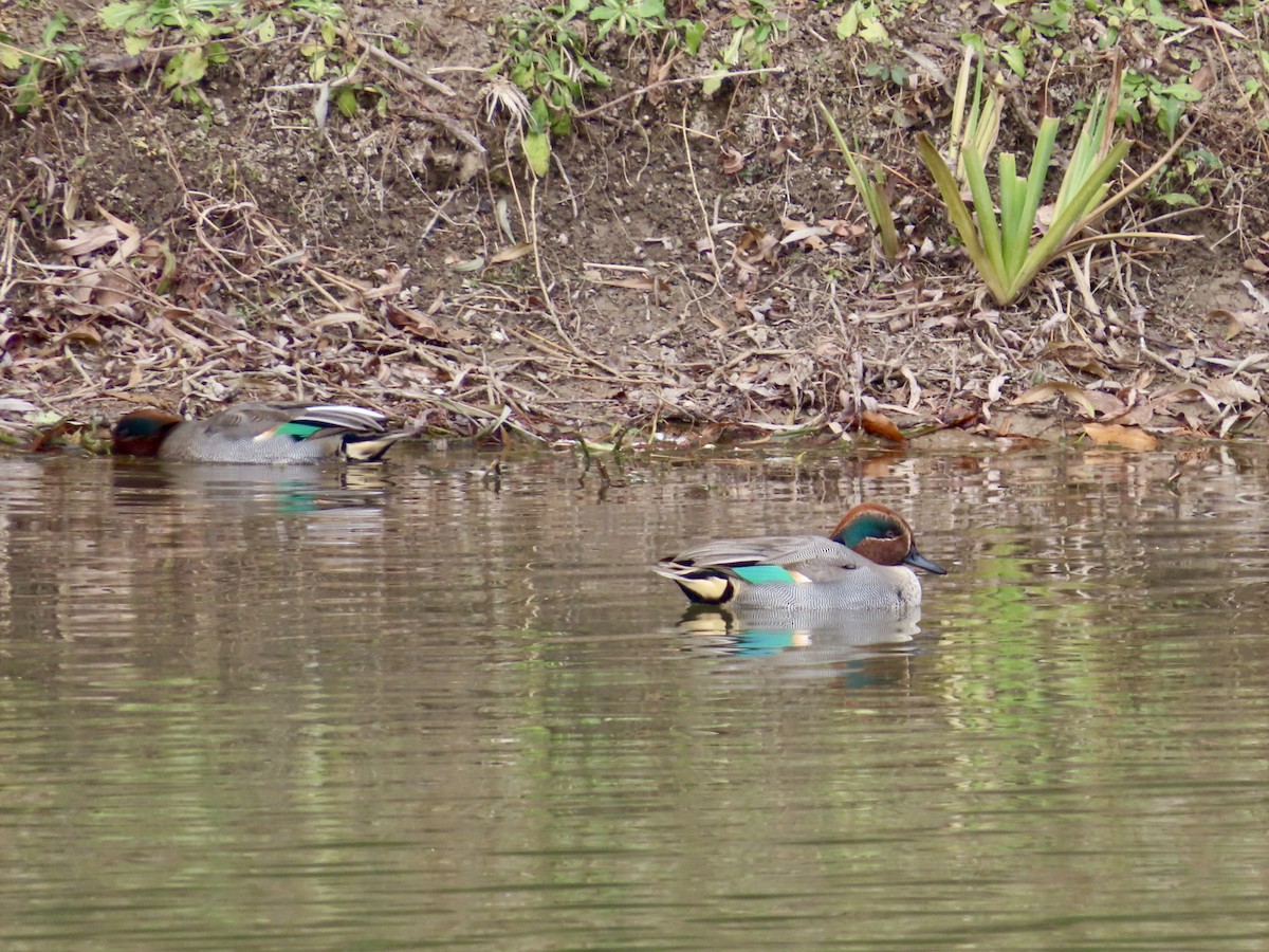 Green-winged Teal (Eurasian) - ML612871063