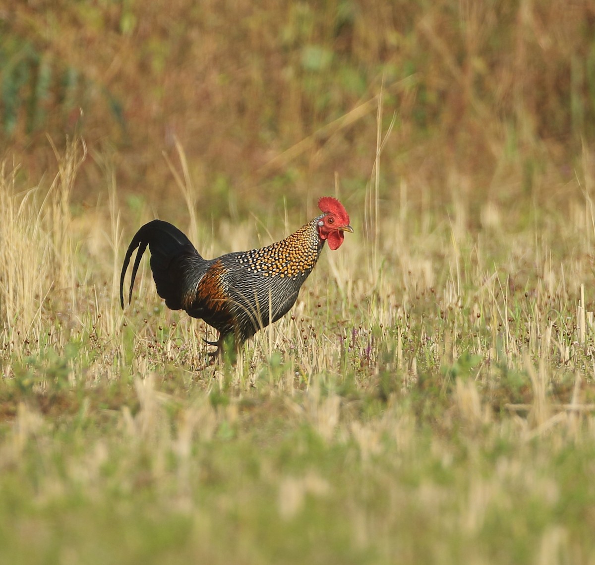 Gray Junglefowl - ML612871065