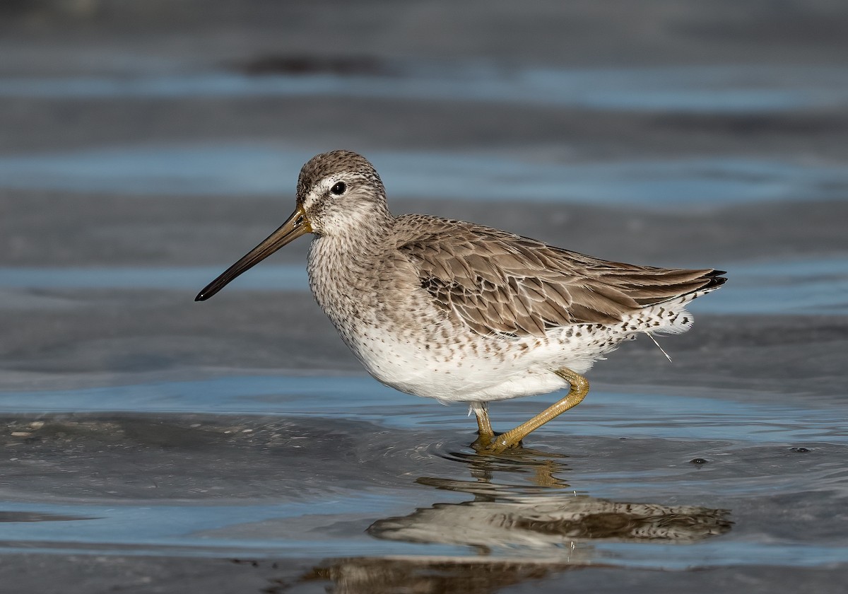 Short-billed Dowitcher - ML612871149