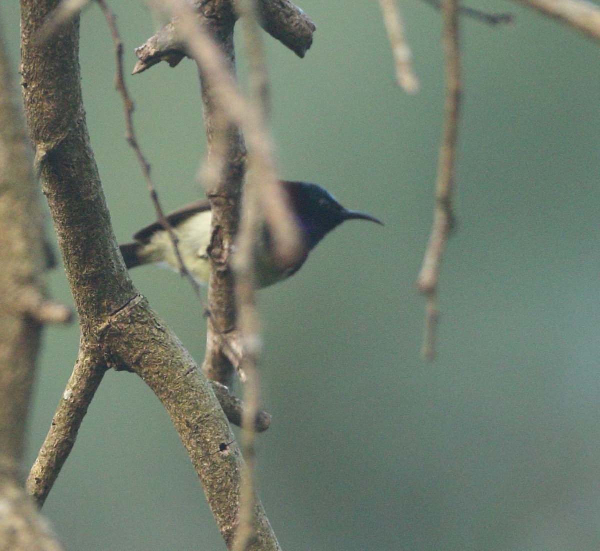 Crimson-backed Sunbird - Savio Fonseca (www.avocet-peregrine.com)