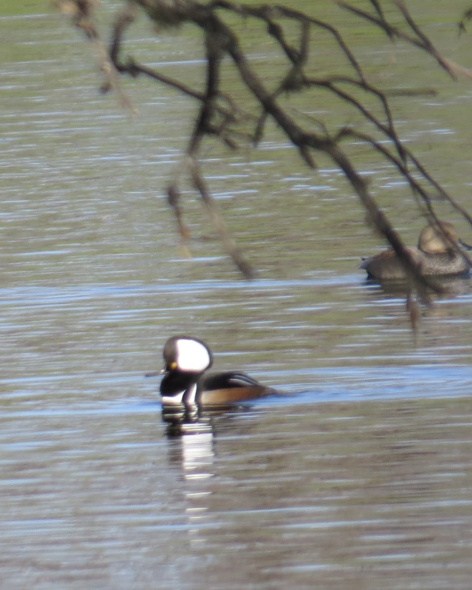 Hooded Merganser - ML612871197