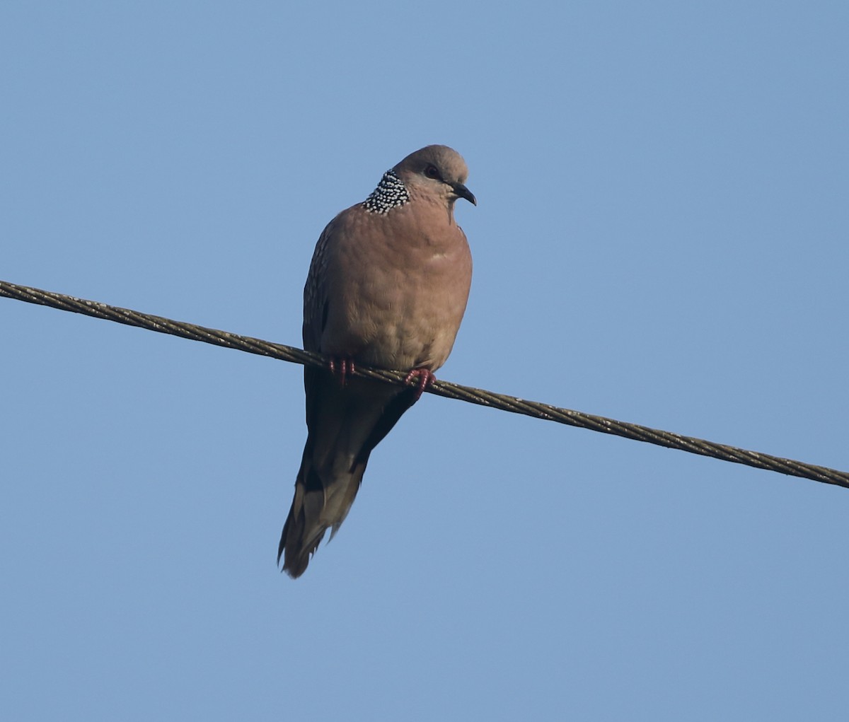 Spotted Dove - ML612871226