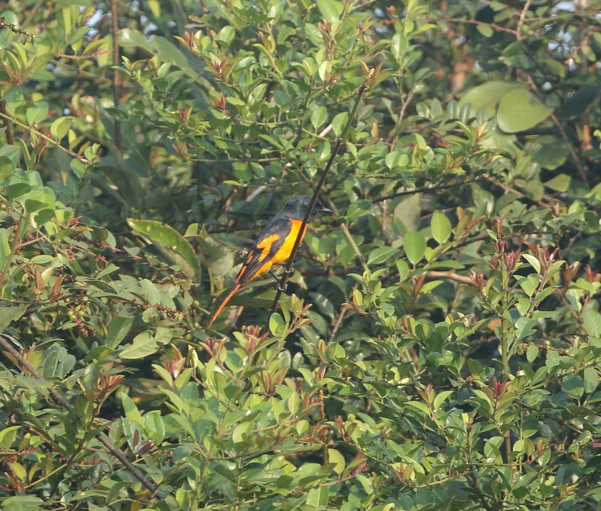 Orangemennigvogel - ML612871232