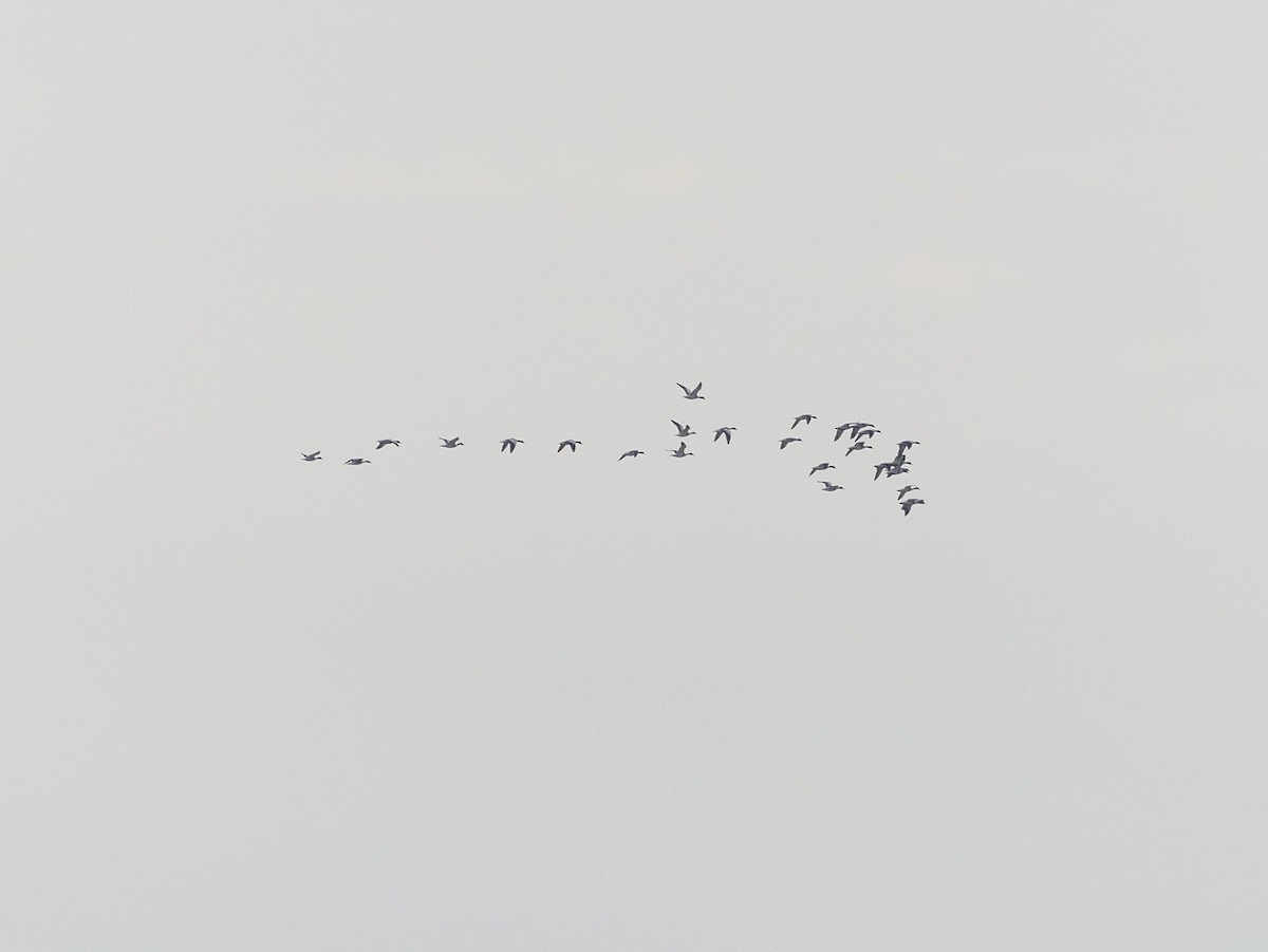 Common Shelduck - Lorenzo Cocco