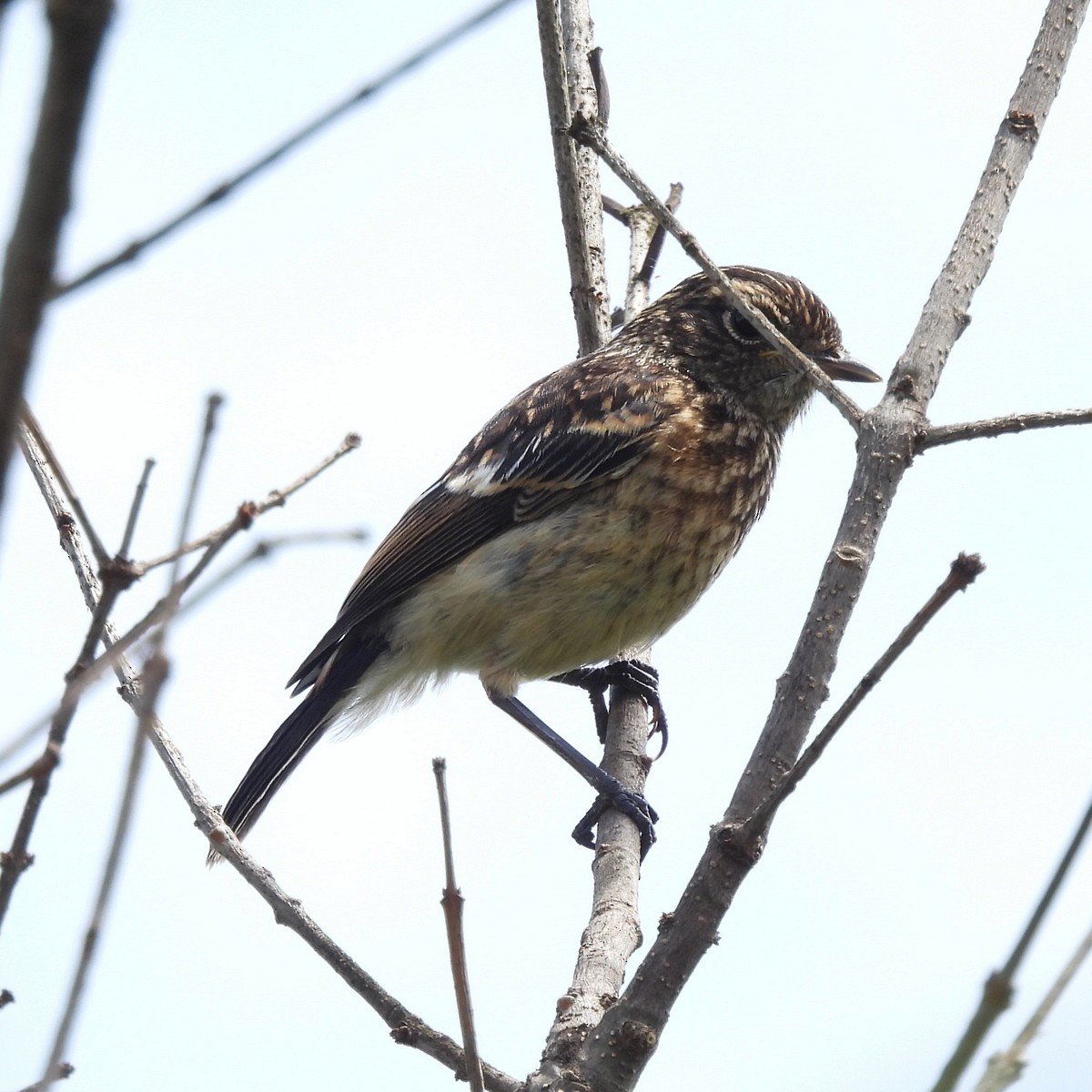 African Stonechat - ML612871251